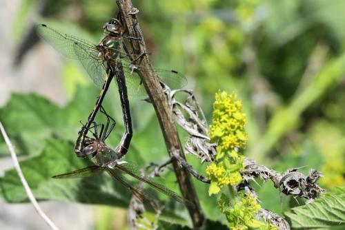 Oxygastra curtisii